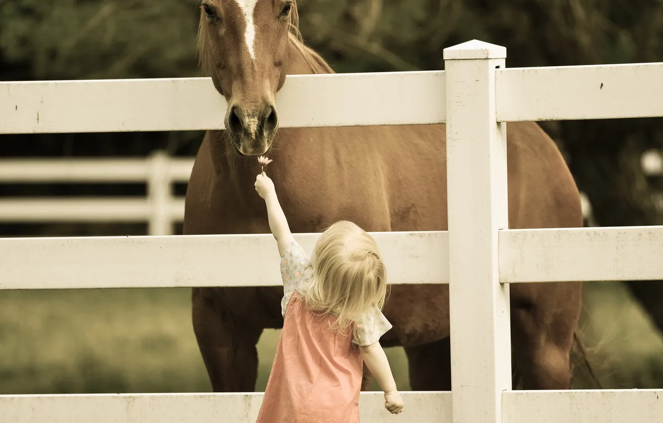 Photo wallpaper mood, horse, girl