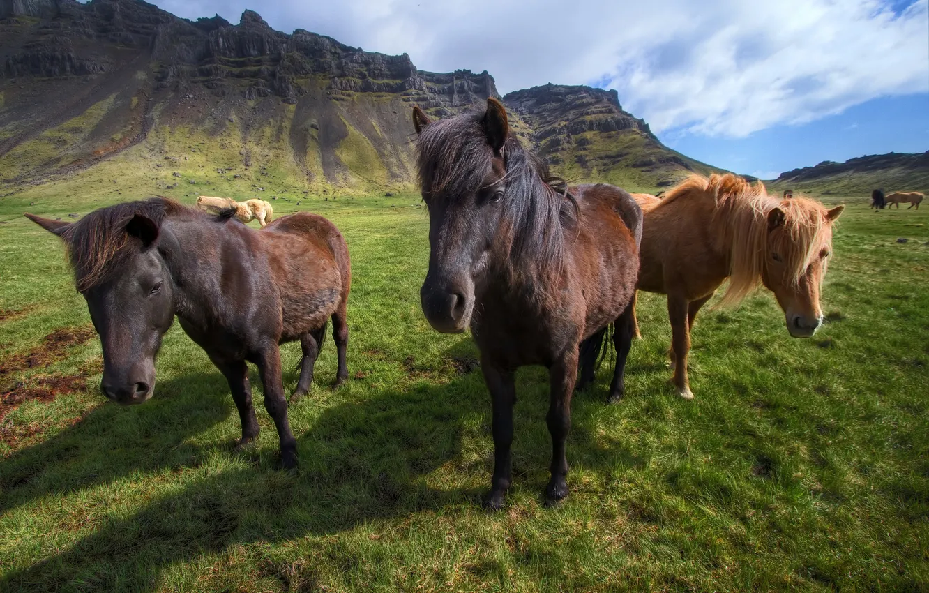 Photo wallpaper mountains, horse, Iceland, Icelandic horses