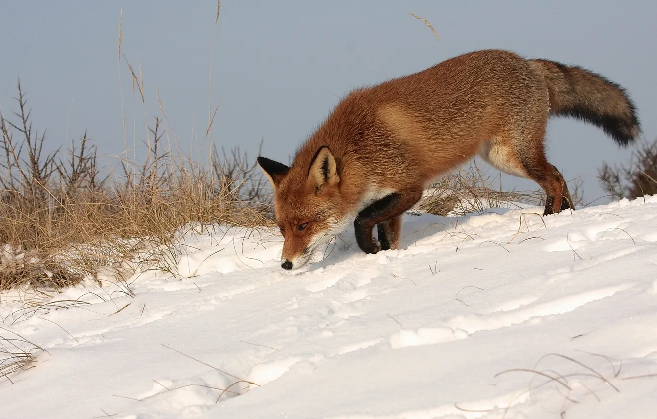 Photo wallpaper winter, snow, Fox, red