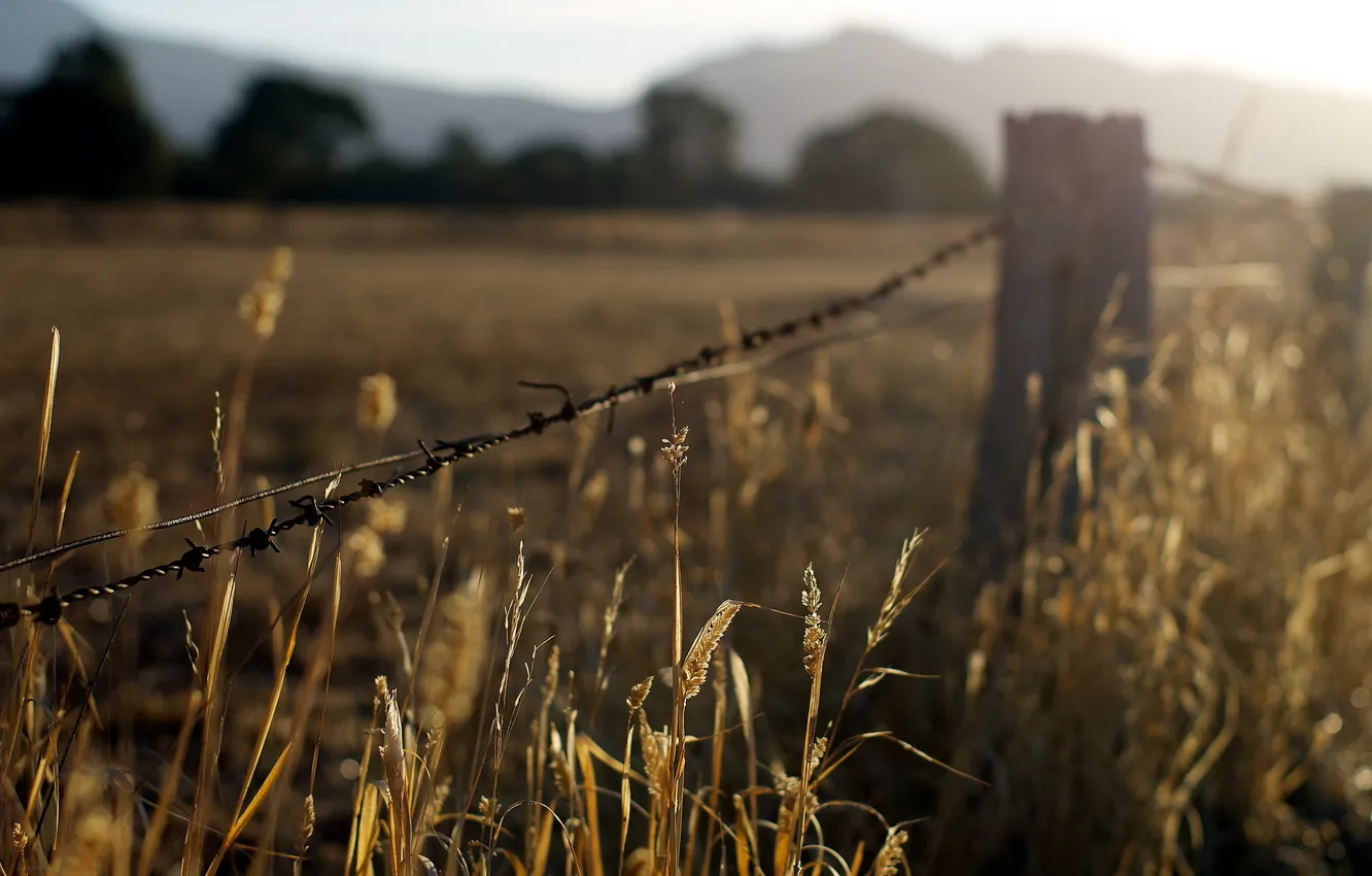 Photo wallpaper grass, sunset, nature, the fence