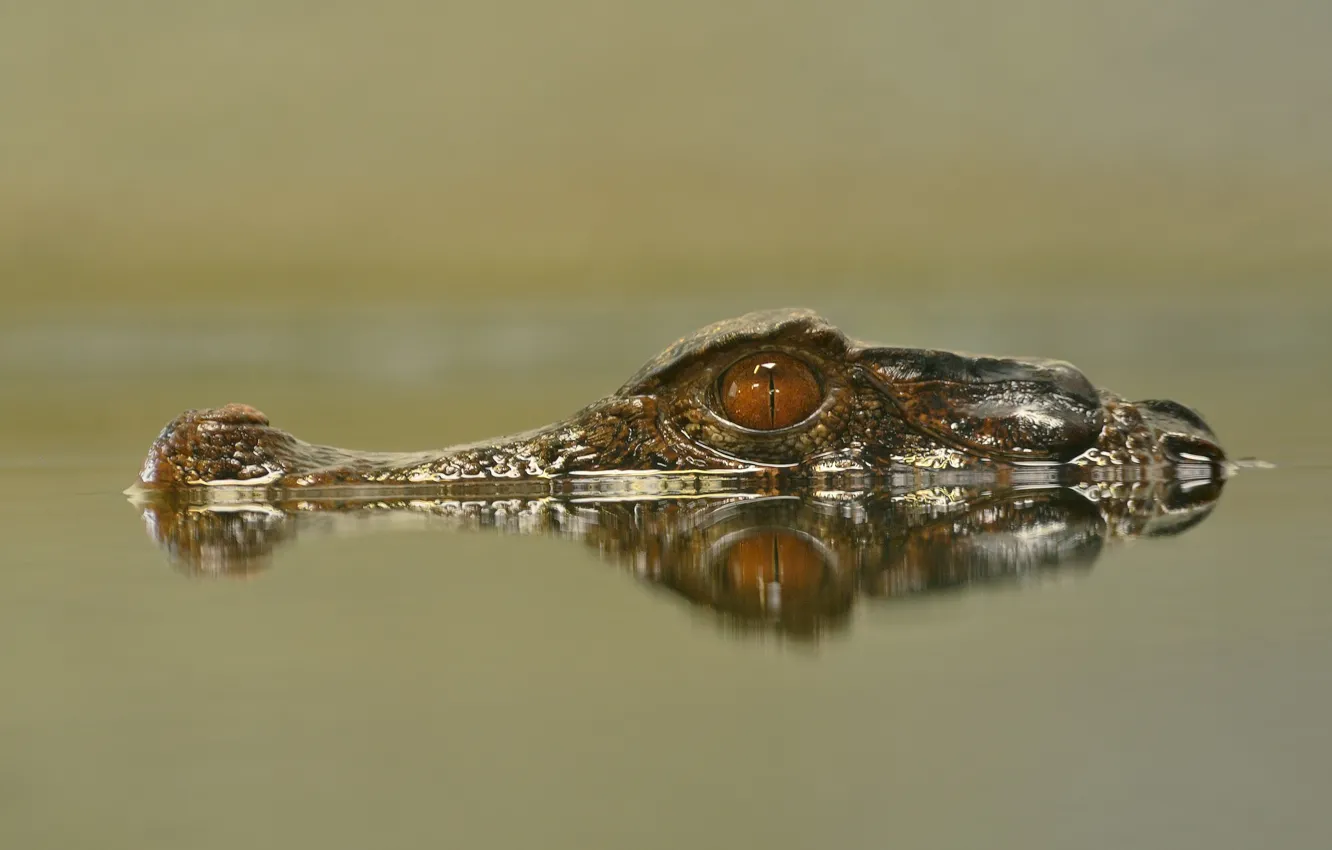Photo wallpaper eyes, lake, reflection, danger, head, crocodile, under water, underwater
