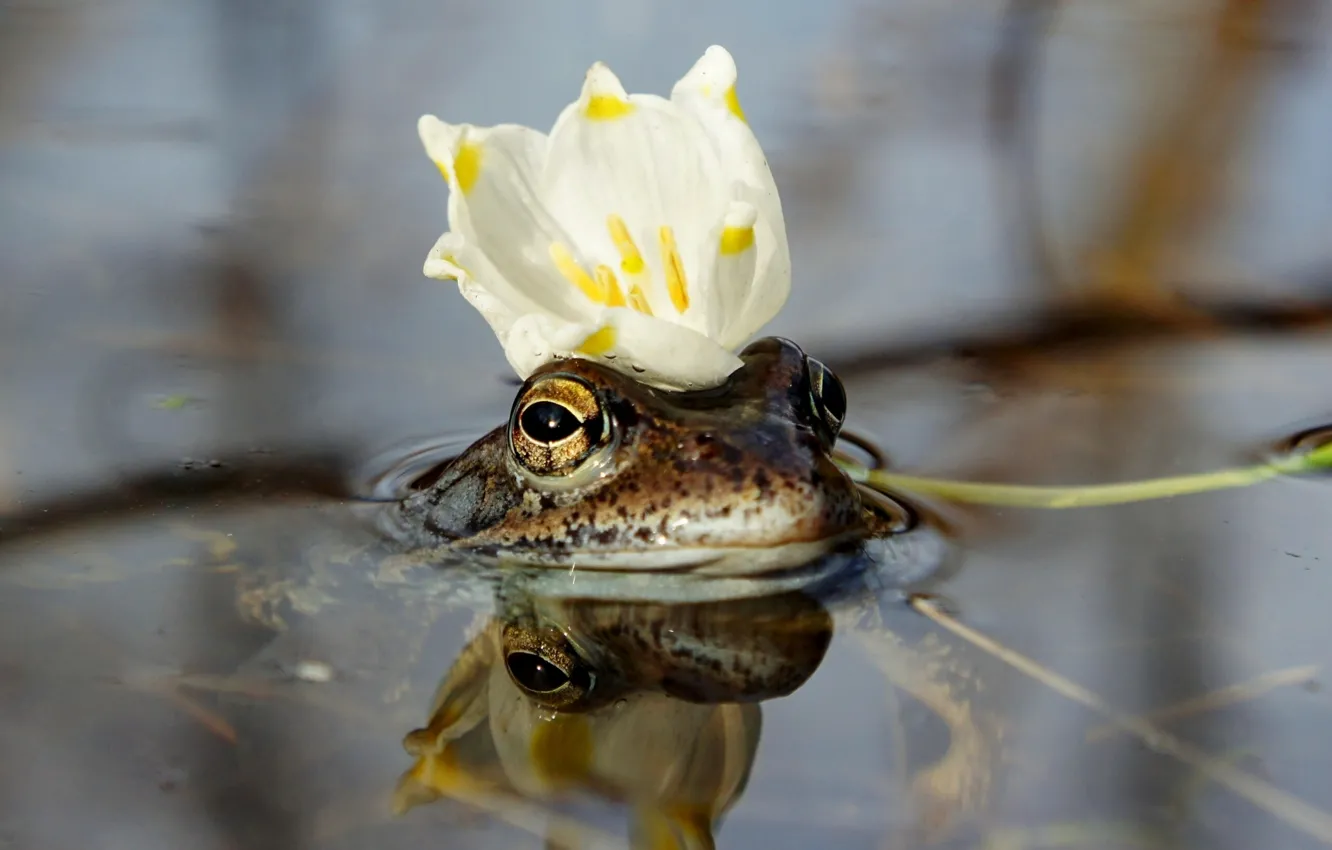Photo wallpaper flower, water, crown, the frog Princess