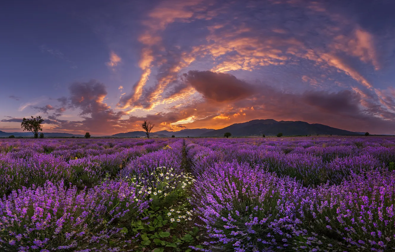 Photo wallpaper sunset, flowers, mountains