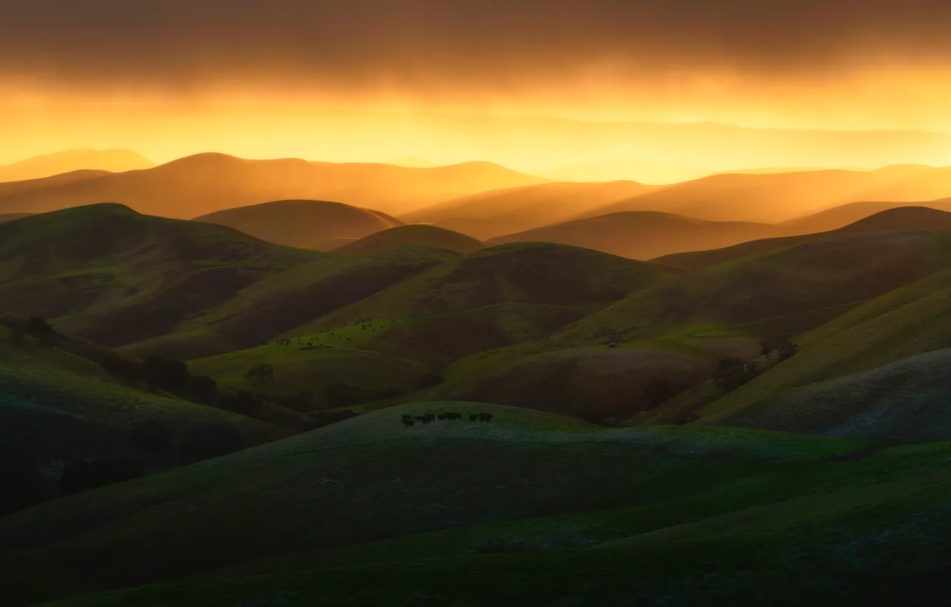 Photo wallpaper mountains, fog, hills, cows