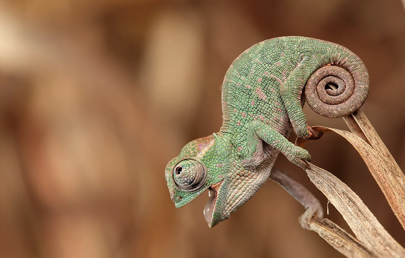 Photo wallpaper chameleon, sitting, looks