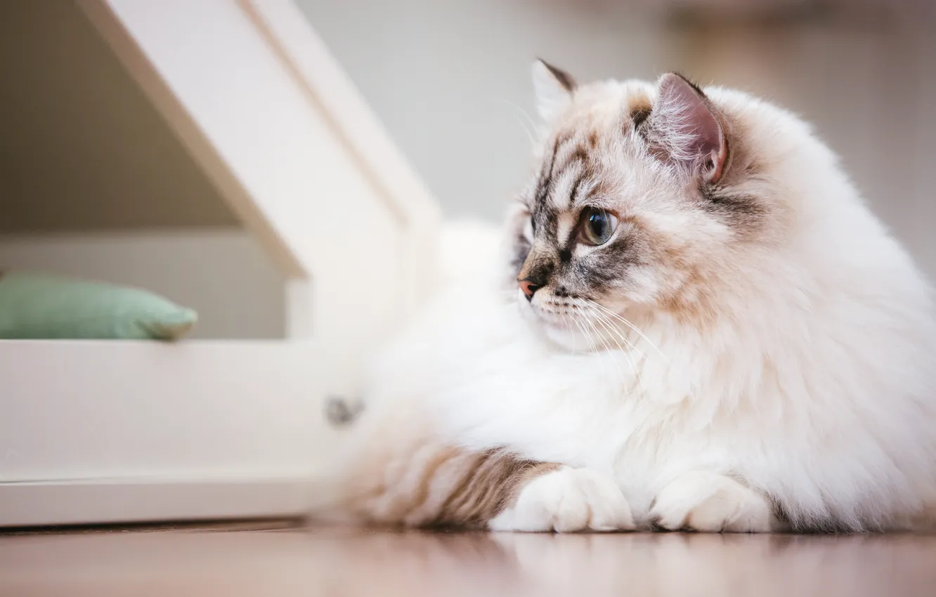 Photo wallpaper cat, white, cat, look, face, background, portrait, light