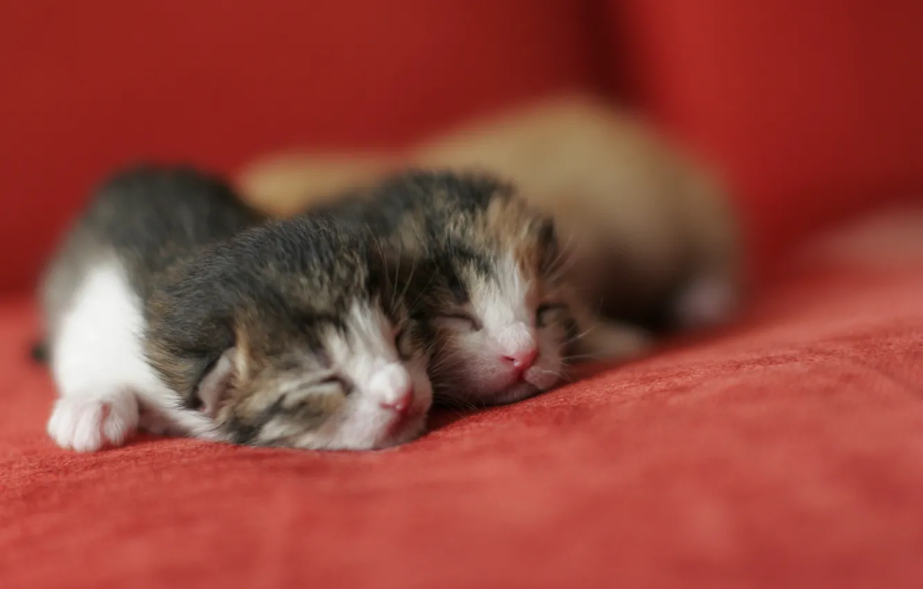 Photo wallpaper cat, baby, pair