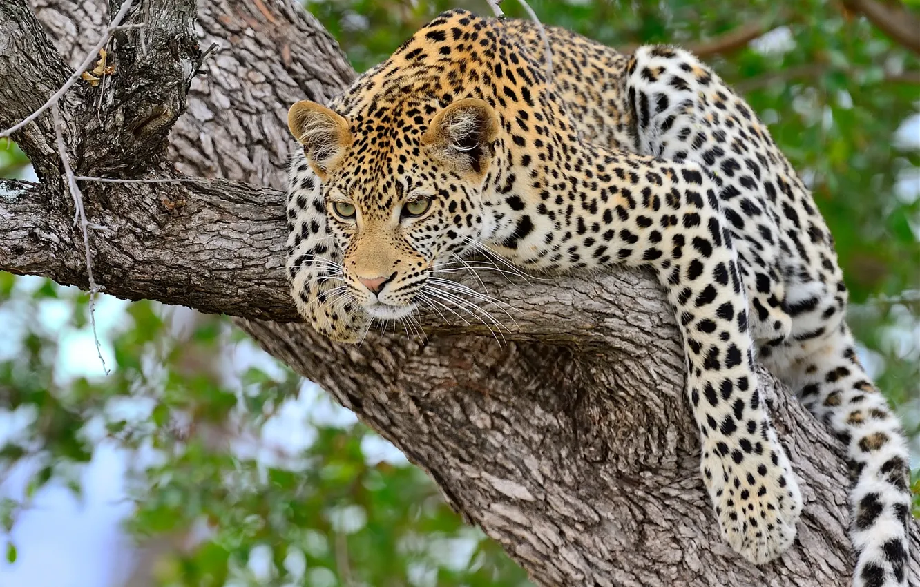 Photo wallpaper trees, leopard, big cat