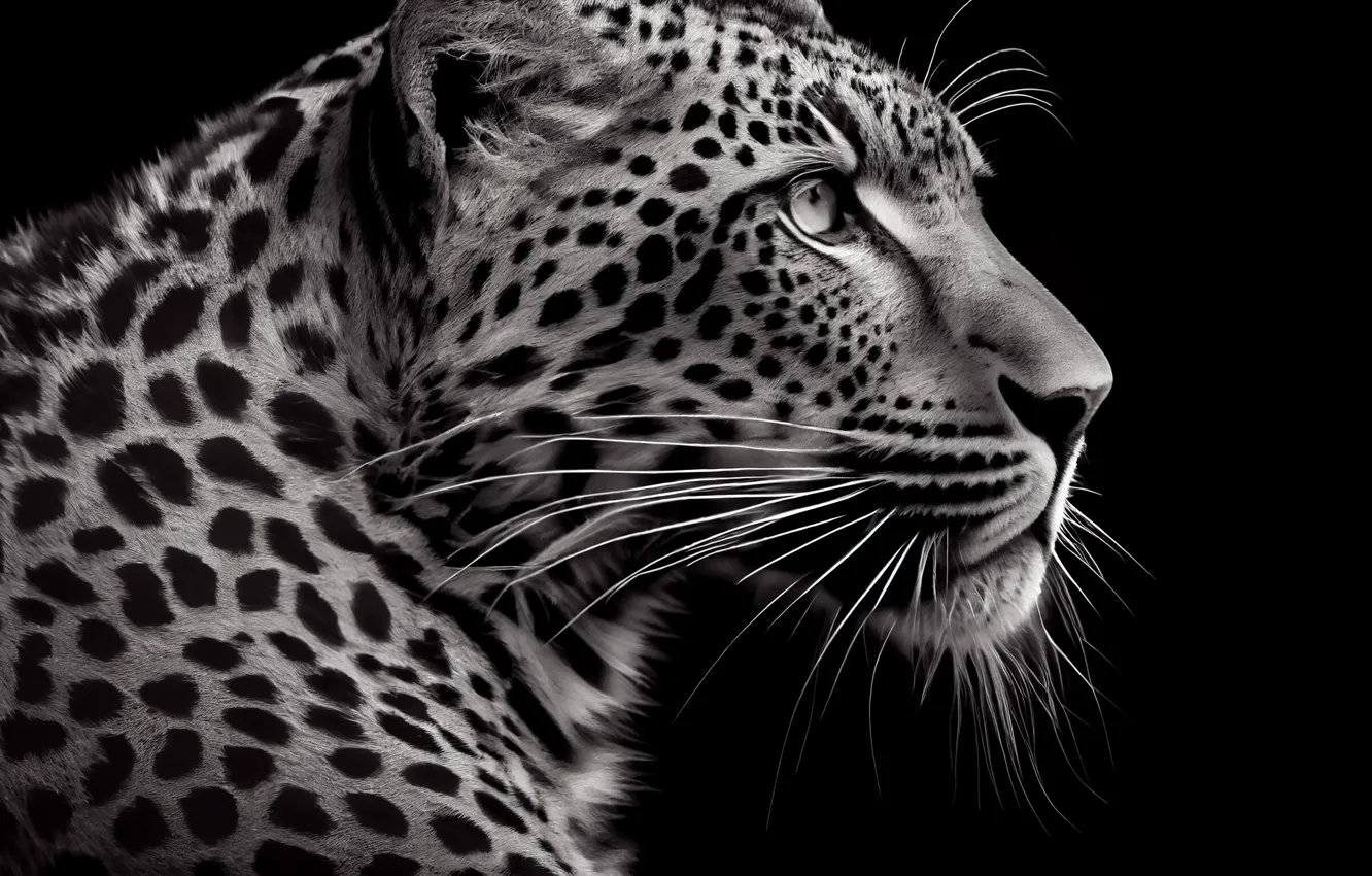Photo wallpaper mustache, look, predator, leopard, black and white, black background, big cat, spotted