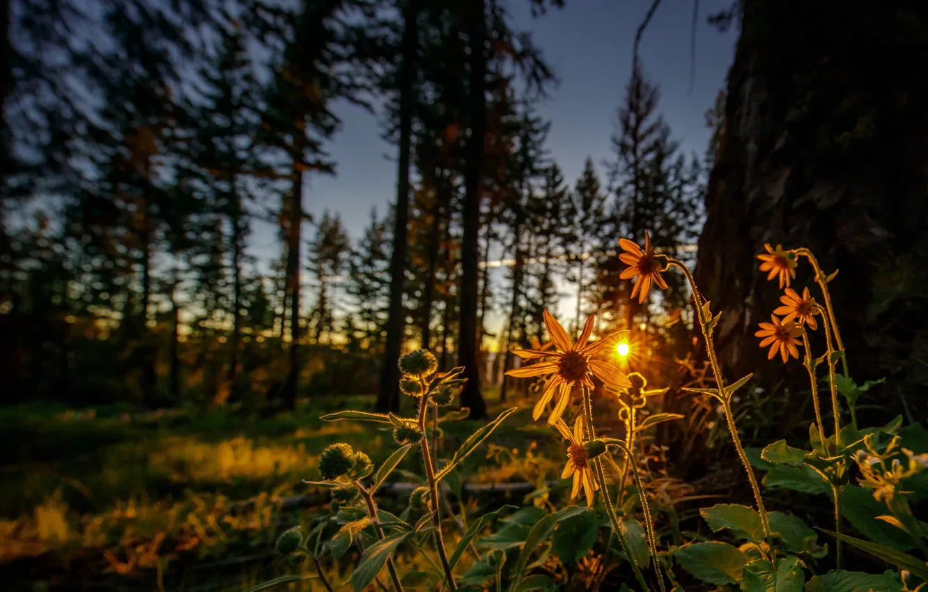 Photo wallpaper forest, flowers, dawn, morning