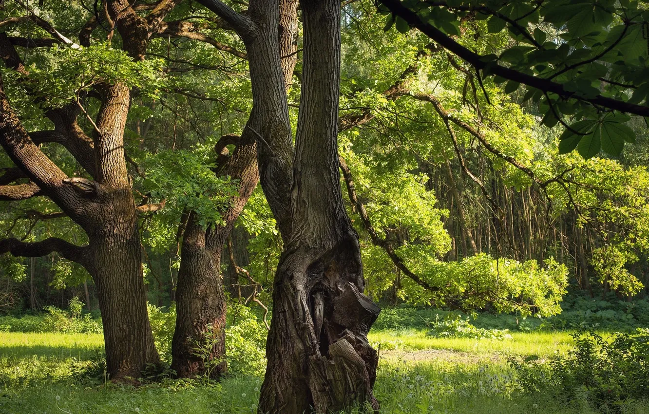 Photo wallpaper forest, summer, trees, tree bark