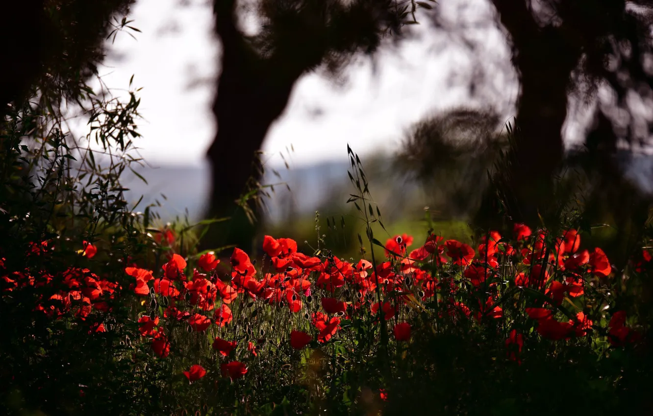 Photo wallpaper red, flowers, Park, light, summer, trees, spikelets, bokeh