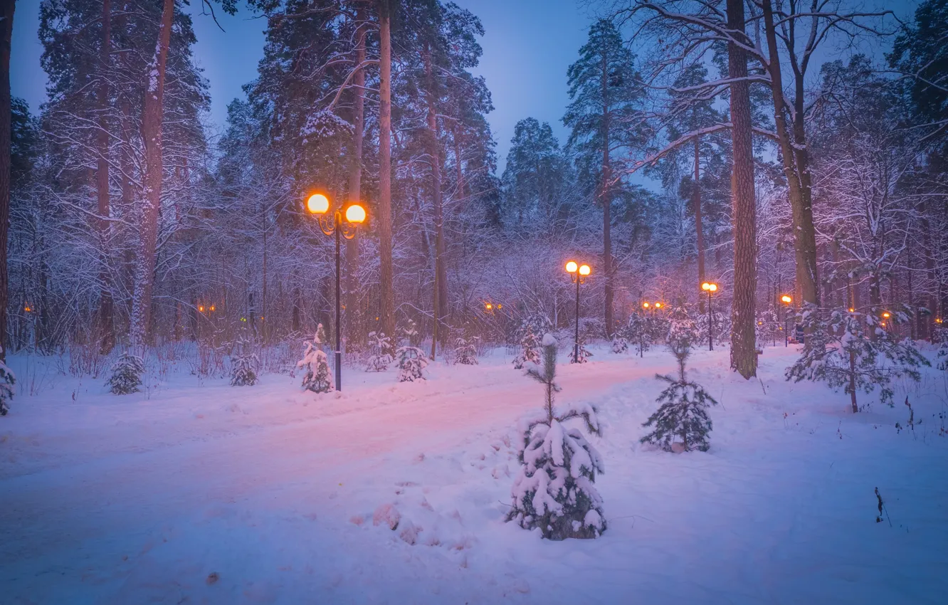 Photo wallpaper winter, snow, trees, landscape, nature, Park, lights, twilight