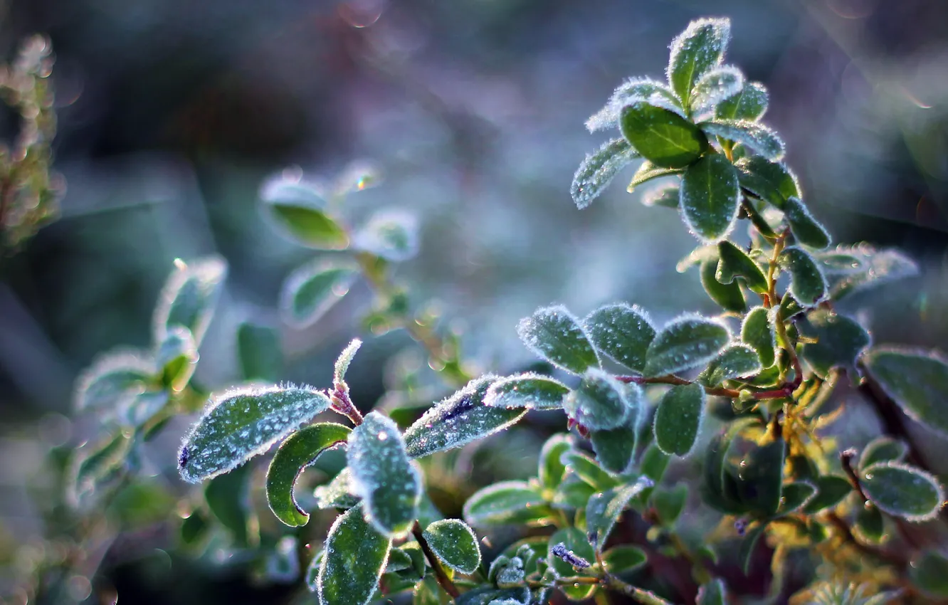 Photo wallpaper cold, frost, the sun, light, plant, crystals, leaves