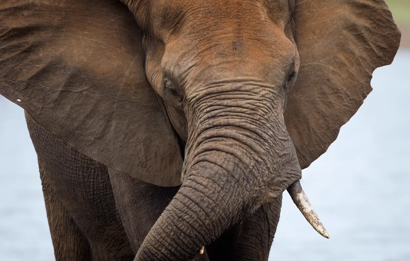 Photo wallpaper nature, elephant, Africa