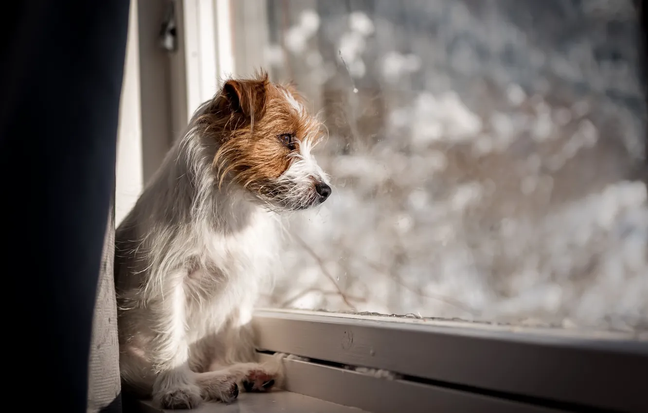 Photo wallpaper each, home, dog