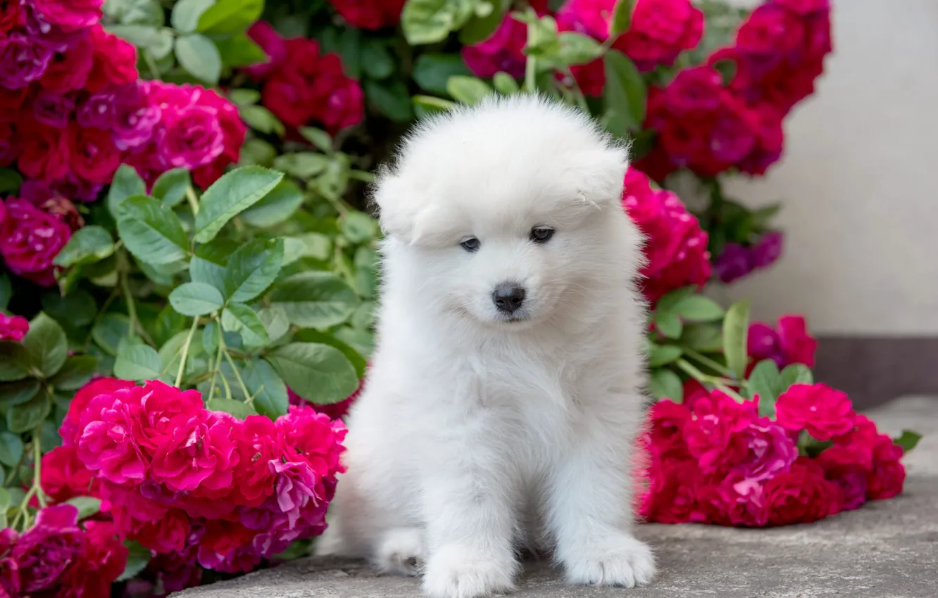 Photo wallpaper white, look, leaves, flowers, branches, roses, dog, garden