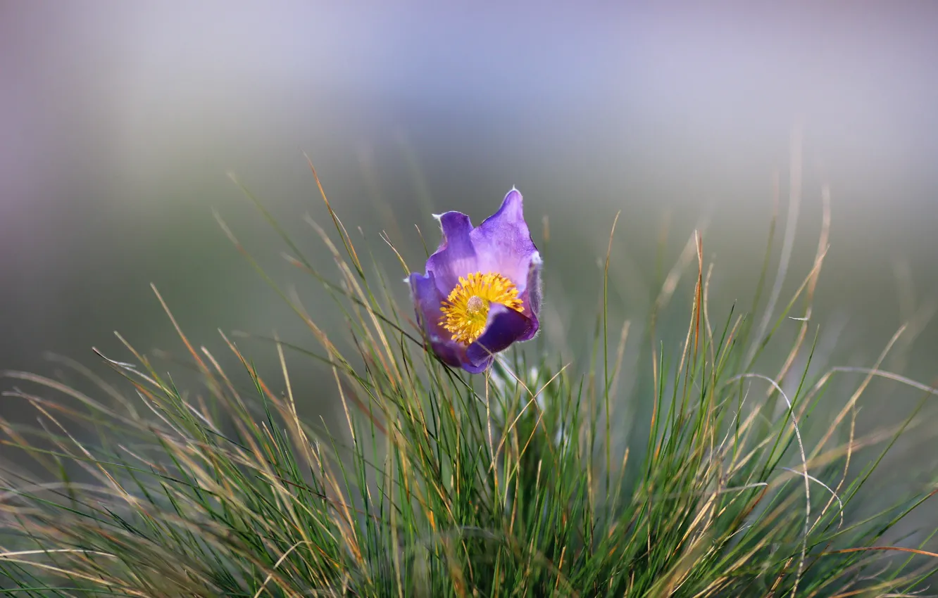 Photo wallpaper flower, background, weed, dream grass