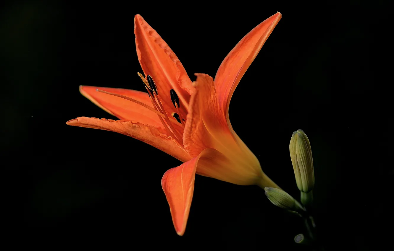 Photo wallpaper flowers, the dark background, Lily