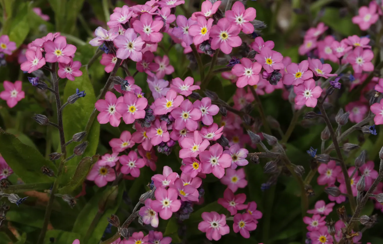 Photo wallpaper flowers, spring, pink, forget-me-nots