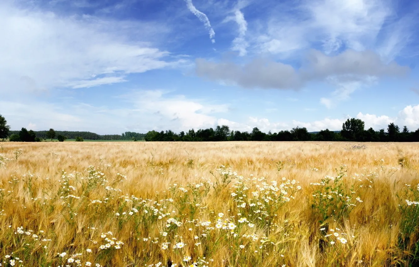 Photo wallpaper sky, field, wheat