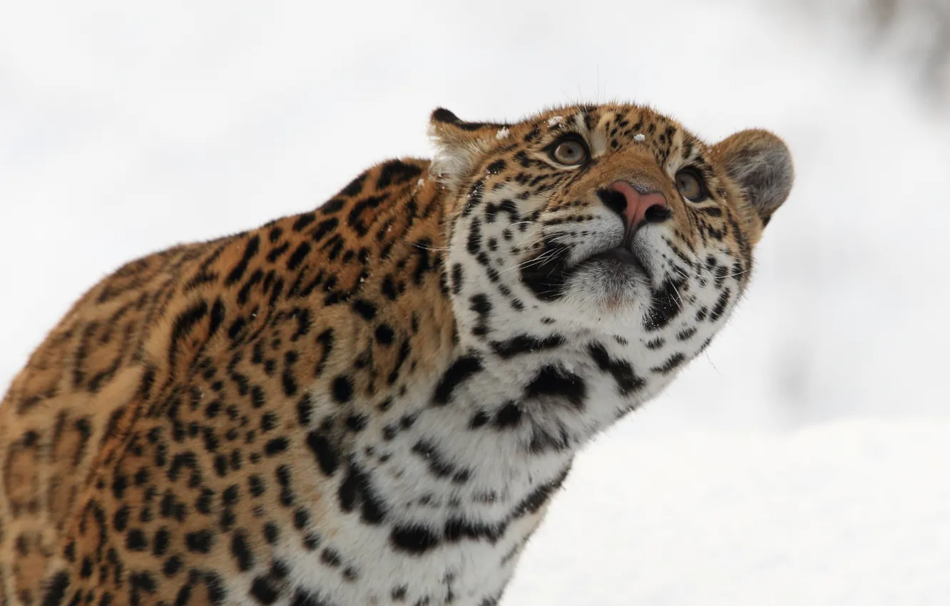 Photo wallpaper winter, face, predator, Jaguar, wild cat, look up