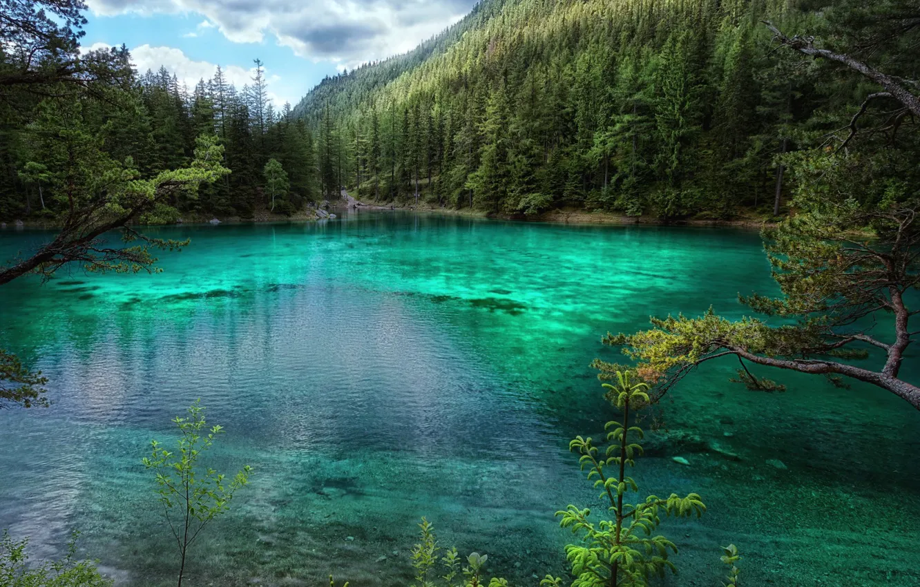 Photo wallpaper forest, trees, lake, Austria, Green Lake, Green lake