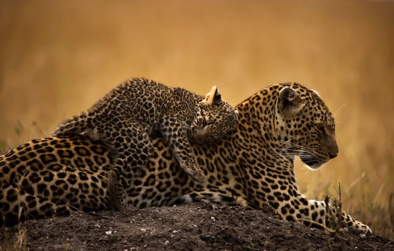 Photo wallpaper animal, predator, leopard, cub, wild cats