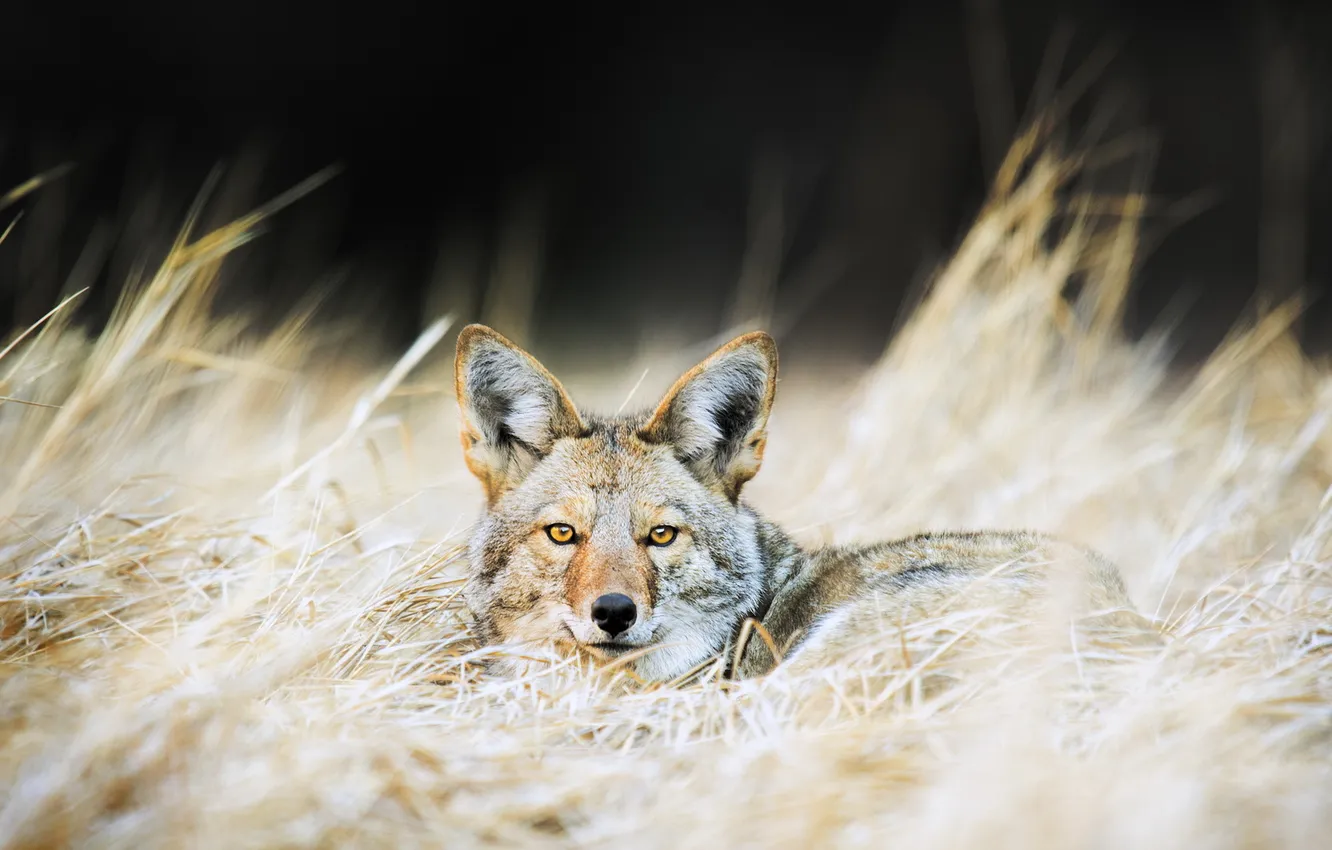Photo wallpaper nature, background, Coyote
