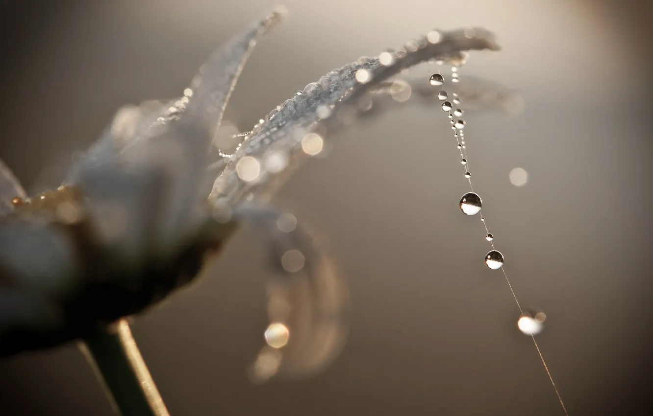 Photo wallpaper drops, macro, flowers