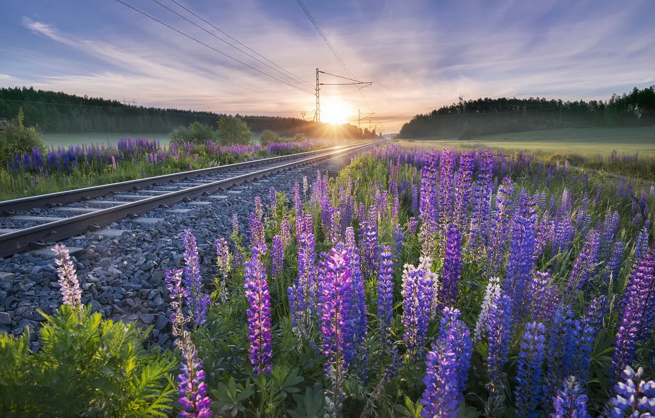 Photo wallpaper flowers, morning, railroad