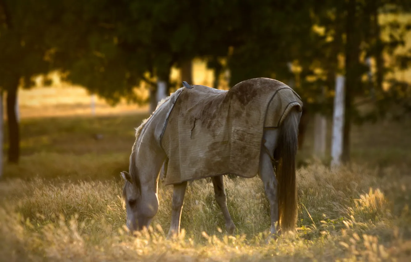 Photo wallpaper field, nature, horse