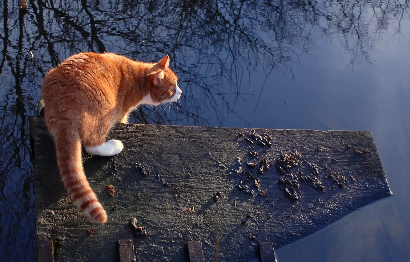 Photo wallpaper cat, water, background
