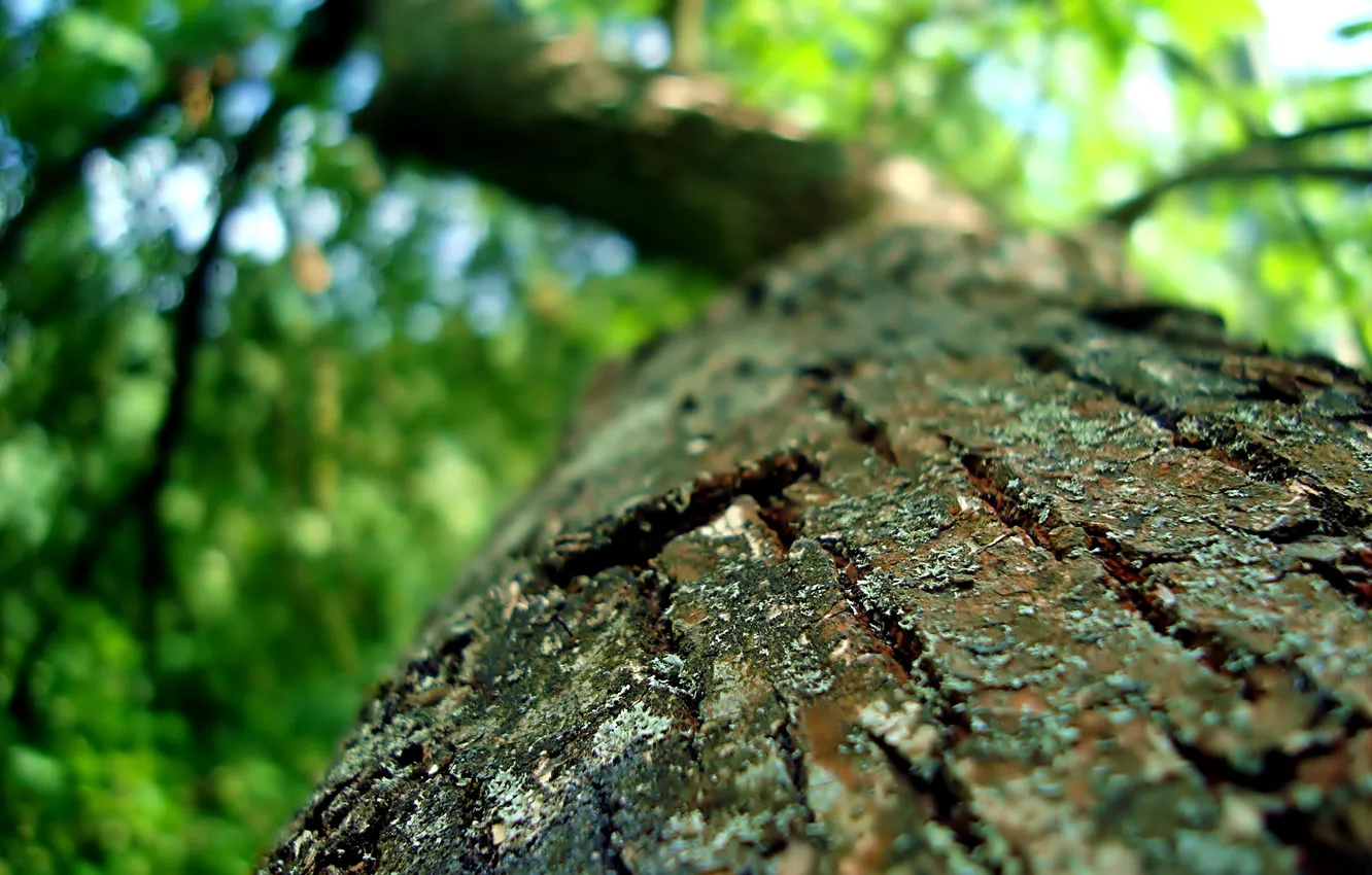 Photo wallpaper greens, trees, nature, bark