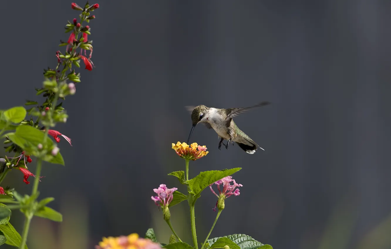 Photo wallpaper flowers, nectar, bird, Hummingbird