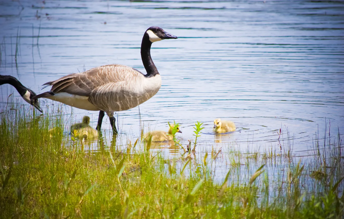 Photo wallpaper water, nature, pond, bird, duck, duck