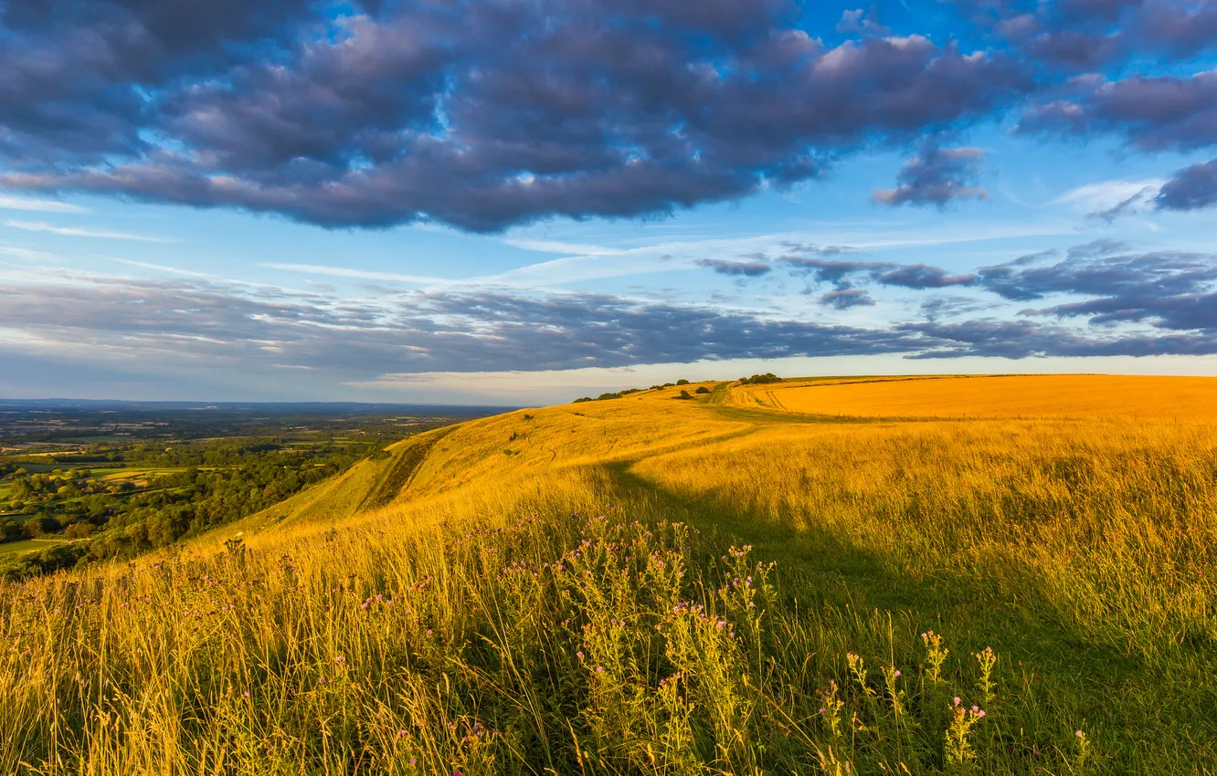 Photo wallpaper field, the sky, grass, clouds, landscape, flowers, nature, plant