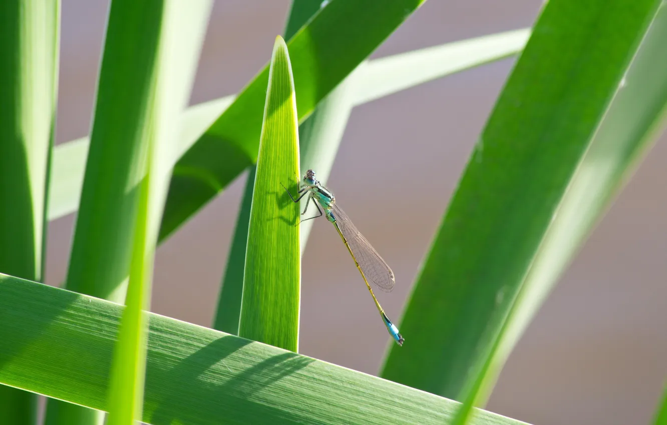 Photo wallpaper summer, Wallpaper, dragonfly, reed