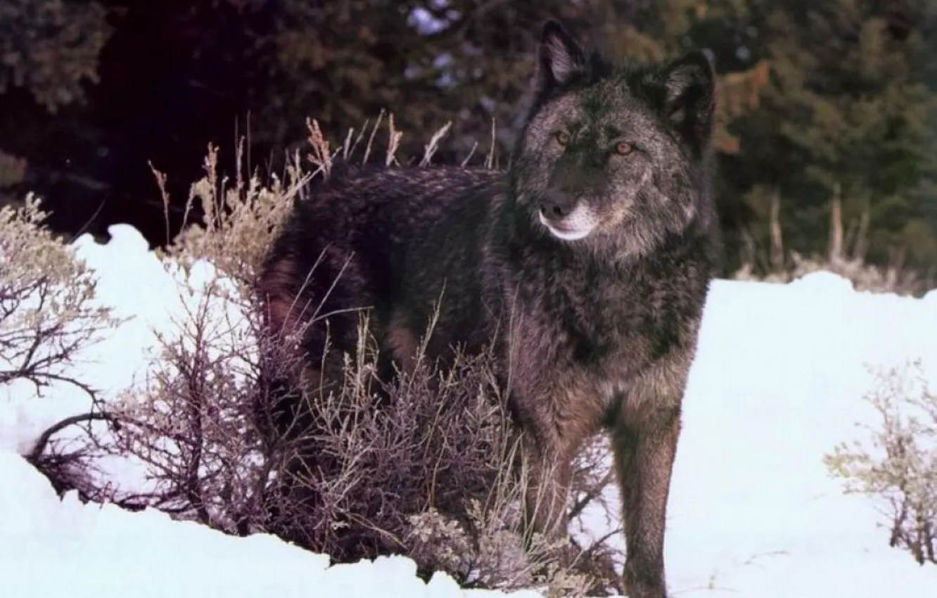 Photo wallpaper Predator, nature, animal, wolf, wildlife, portrait, Black Wolf, portrait.