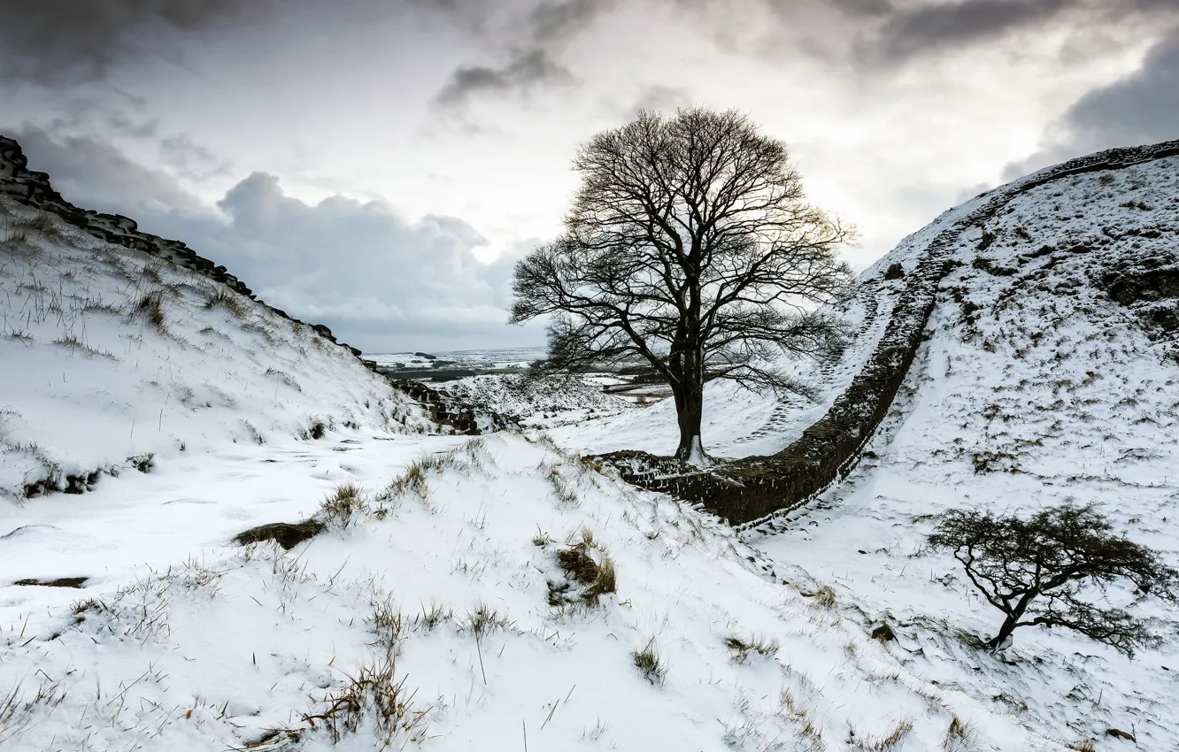 Photo wallpaper snow, tree, the fence, mountain