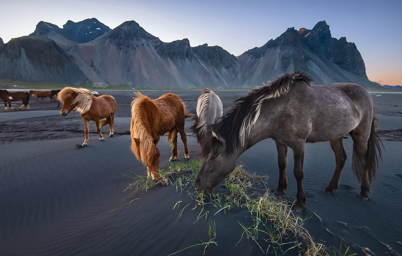 Photo wallpaper nature, background, horse