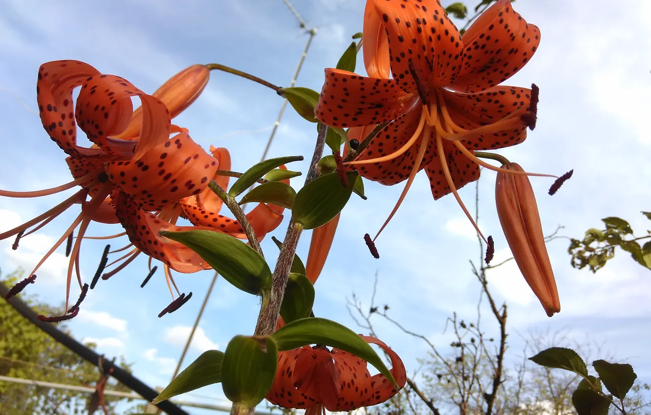 Photo wallpaper the sky, the beauty of life, Royal curls