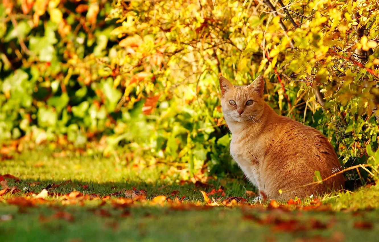Photo wallpaper autumn, cat, cat, look, red, the bushes, bokeh, cat