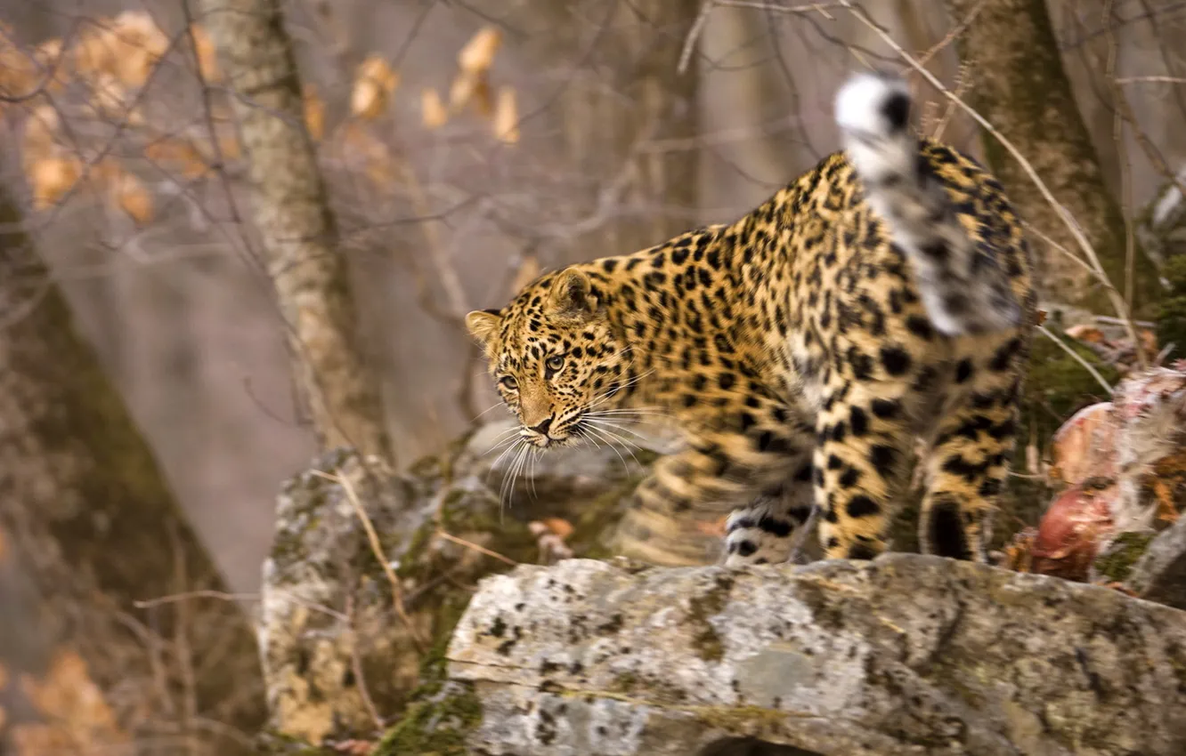 Photo wallpaper movement, blur, muzzle, leopard, kitty