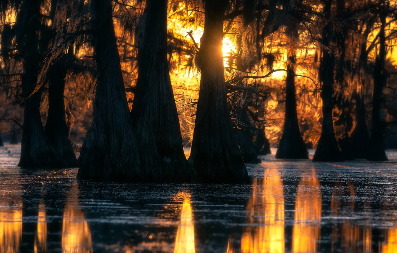 Photo wallpaper forest, light, trees