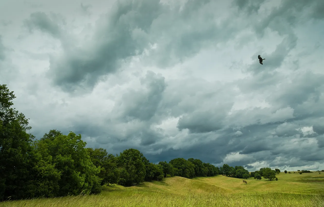 Photo wallpaper summer, the sky, bird