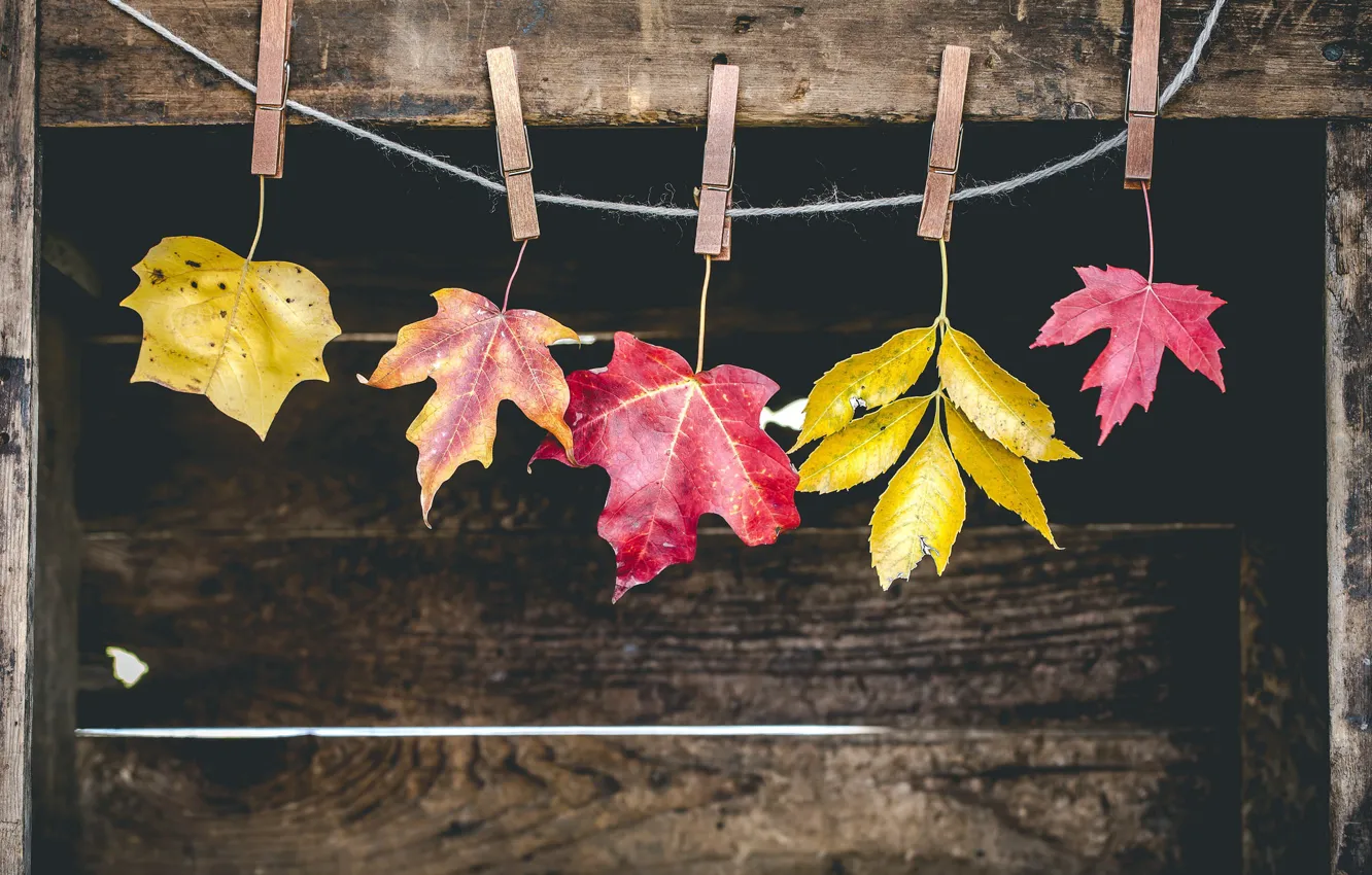 Photo wallpaper autumn, leaves, clothespins