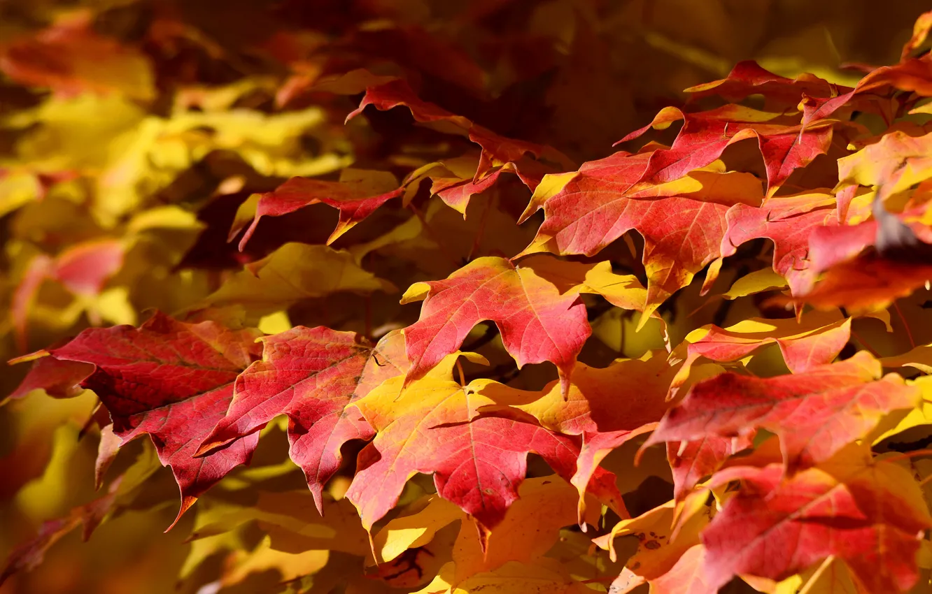 Photo wallpaper autumn, leaves, nature, carpet, maple