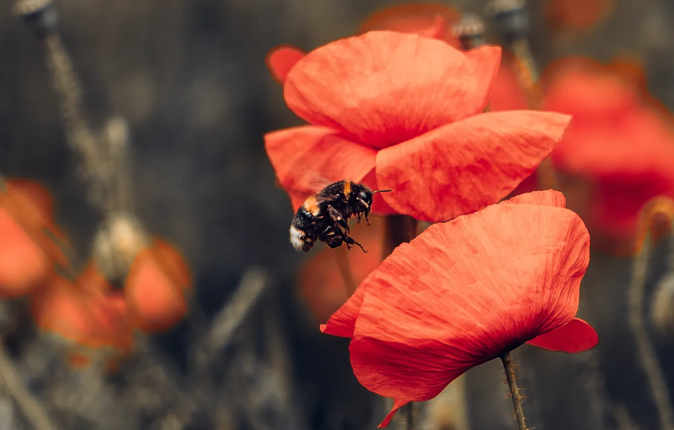 Photo wallpaper summer, macro, flowers, red, bee, Maki, insect, bumblebee