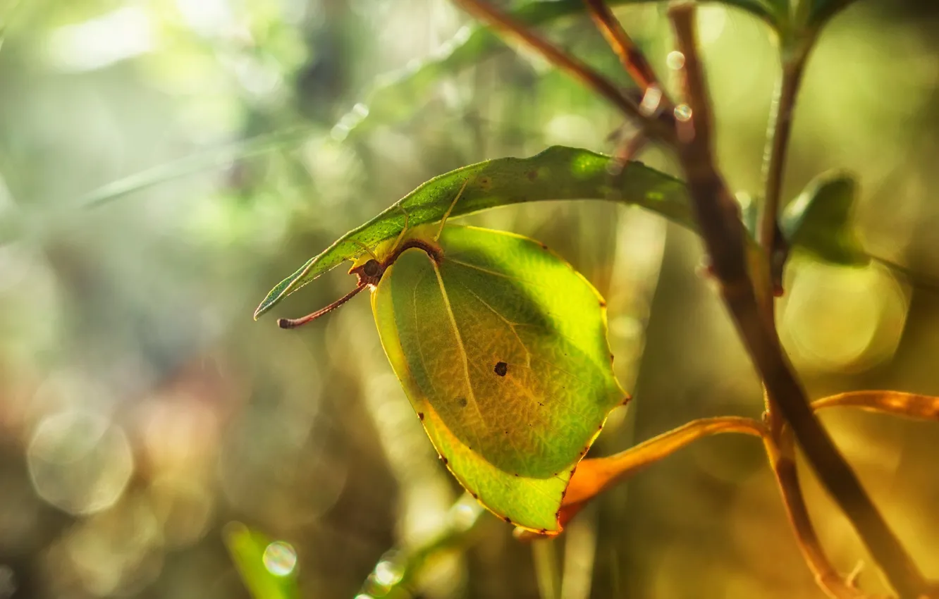 Photo wallpaper leaves, macro, branches, butterfly, bokeh